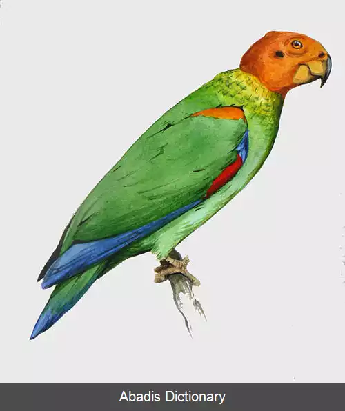عکس طوطی طاس