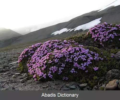 عکس گیاه بالشتکی