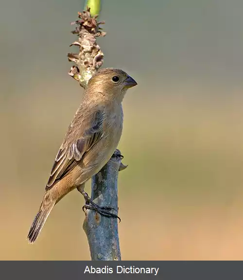 عکس دانه خوار مسی
