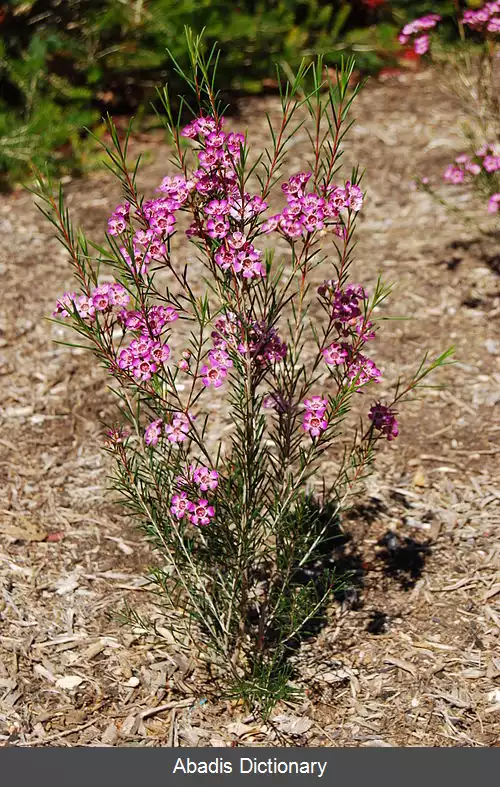 عکس گل مومی