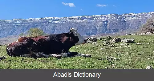 عکس دول گلاب