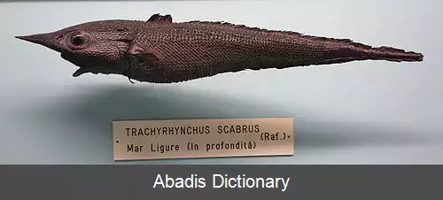 عکس زبرپوزگان