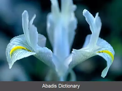 عکس زنبق فلسطینی