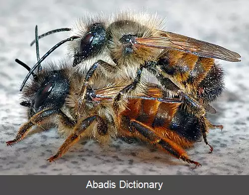 عکس زنبور گل گر