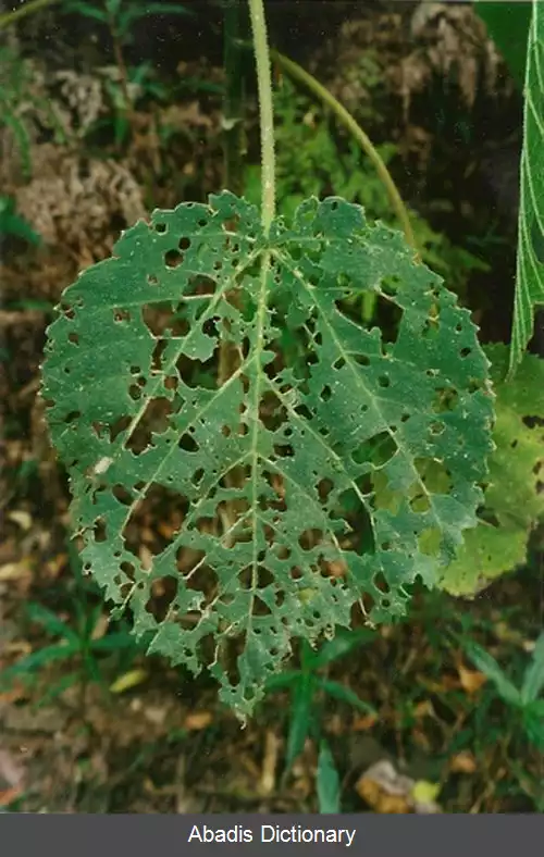 عکس گزنده دار بزرگ