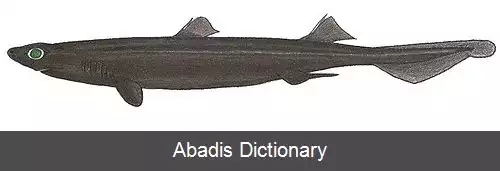 عکس سگ ماهی دانه دار