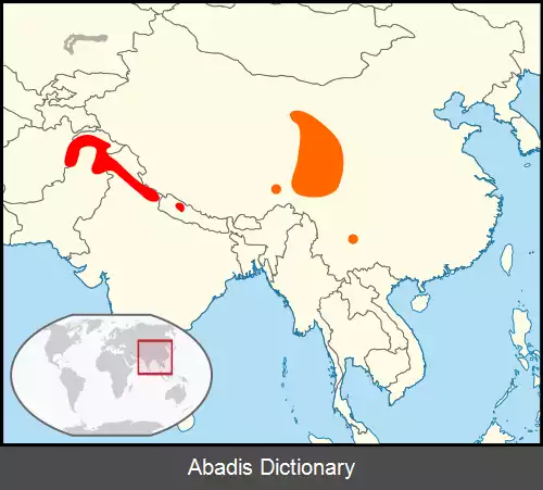 عکس کمرکولی پرژوالسکی