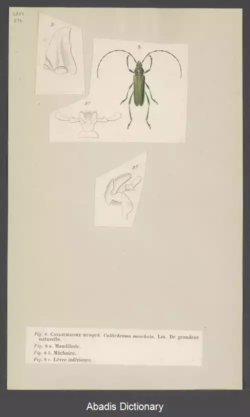 عکس زیبارنگ ها