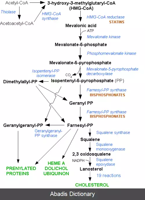 عکس هیدروکسی متیل گلوتاریل کوآنزیم آ ردوکتاز