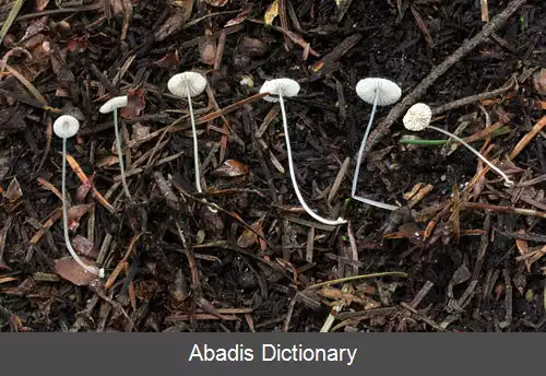 عکس کلاه پارچه ای حبابی