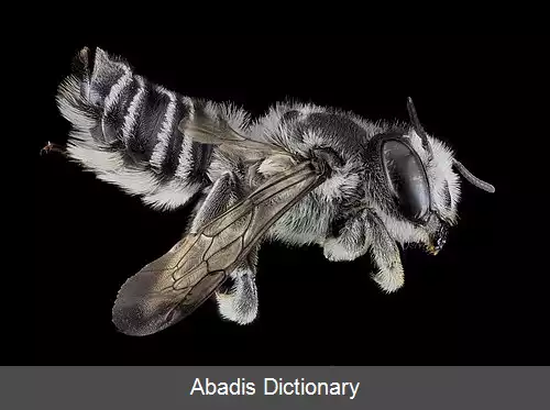 عکس زنبور برگ بر تگزاسی