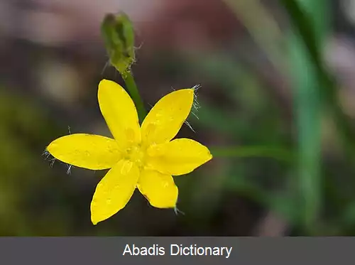 عکس زرداختر معمولی