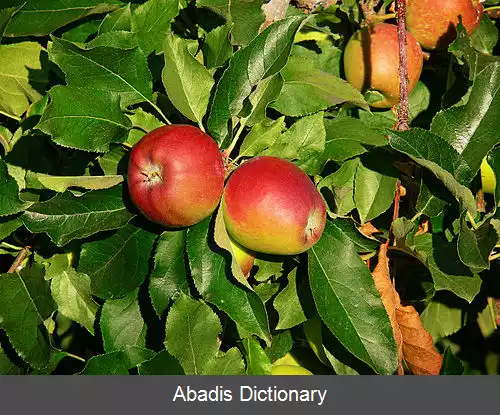 عکس سیب گالا