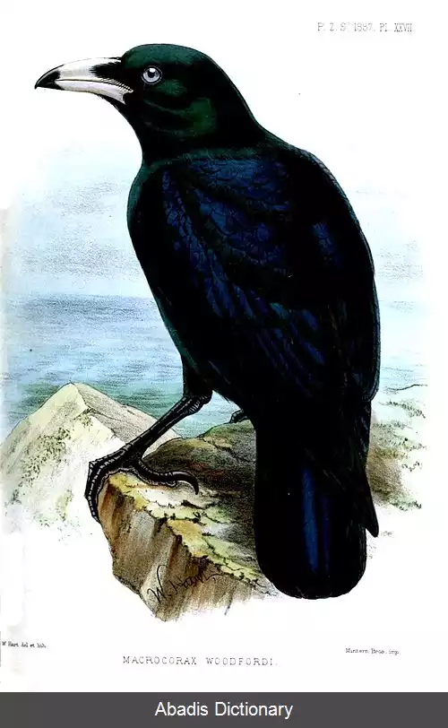 عکس کلاغ نوک سفید