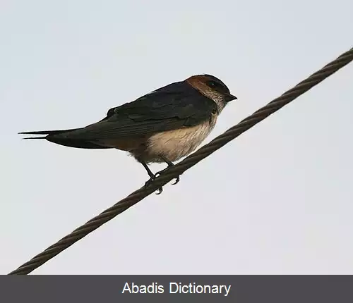 عکس پرستوی دمگاه حنایی