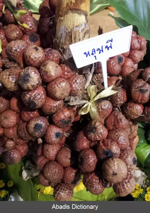 عکس کلوبی