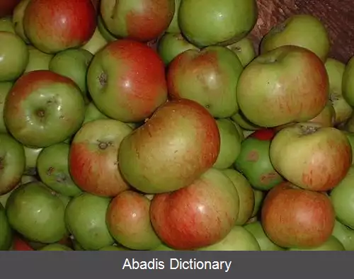 عکس سیب پختنی