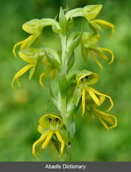 عکس زرآوند سفید