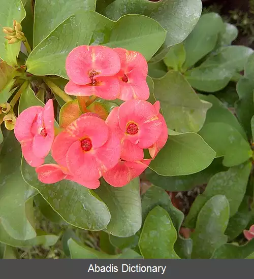 عکس فرفیون زینتی