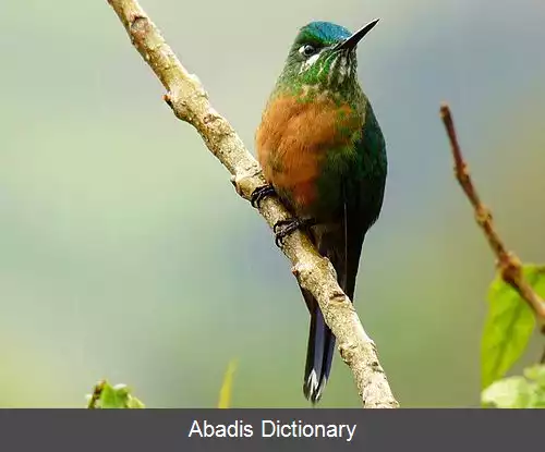 عکس پری دم دراز