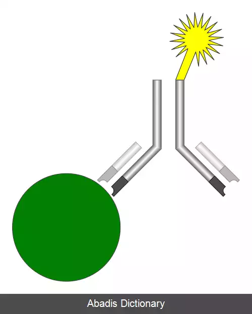 عکس ایمونواسی