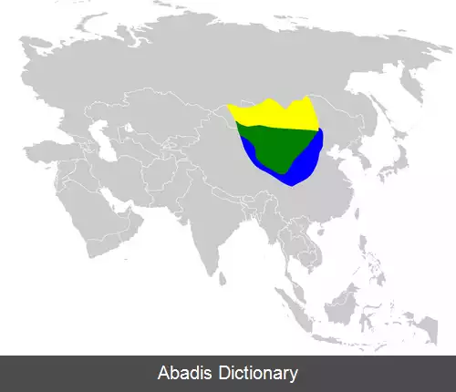 عکس چکاوک مغولی