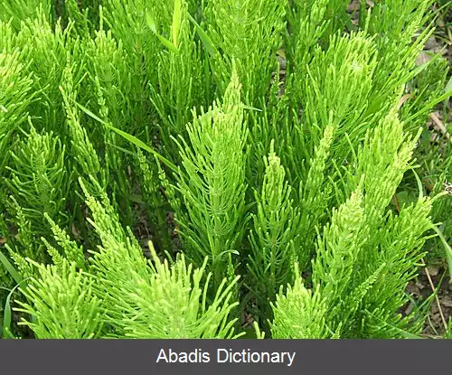 عکس دم اسب صحرایی