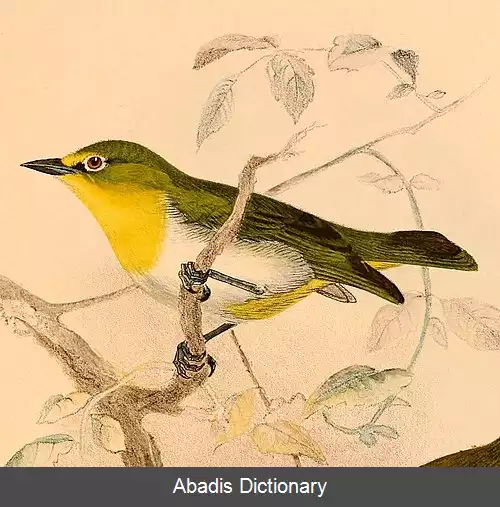 عکس چشم سفید کوهی