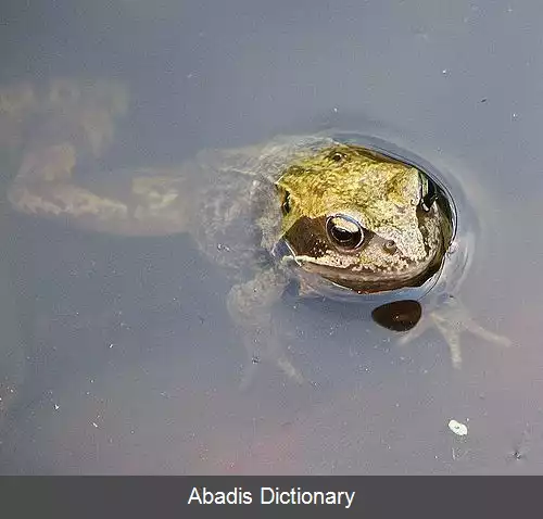 عکس جانور خون سرد