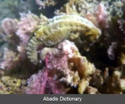 عکس اسب دریایی دماغه