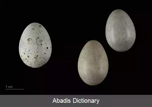 عکس سسک سینه راه راه