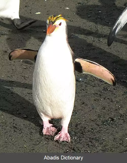 عکس پنگوئن های کاکل دار