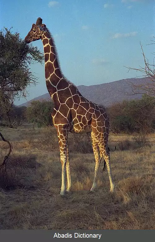 عکس زرافه سومالی