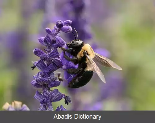 عکس زنبور درودگر شرقی