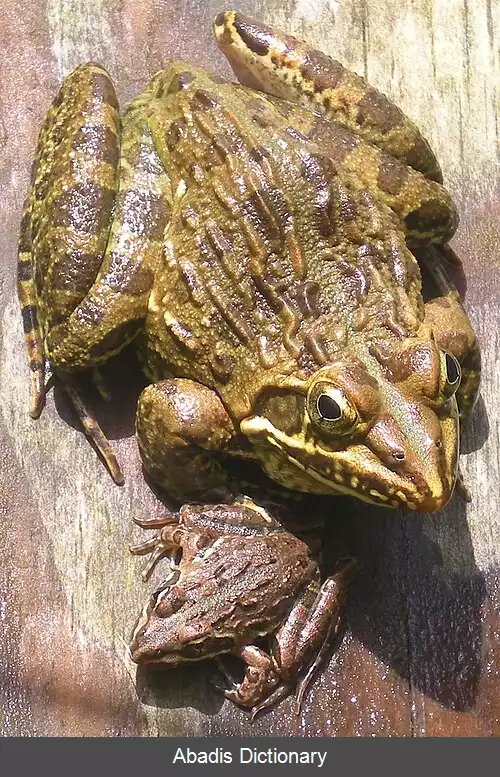 عکس قورباغه رودخانه