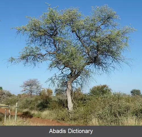 عکس درخت چوب سربی