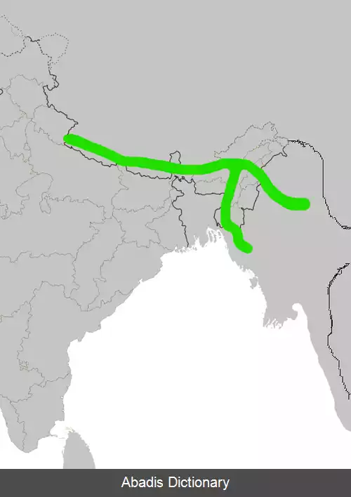 عکس چلچله خانگی نپال