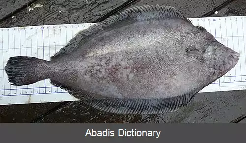 عکس کفشک باله سیاه