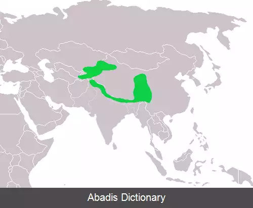 عکس چرخ ریسک سسکی ابروسفید