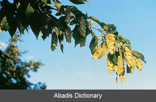 عکس چوب استخوانی