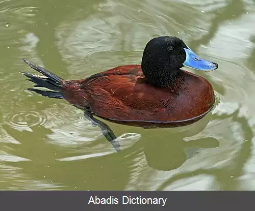 عکس اردک دریاچه