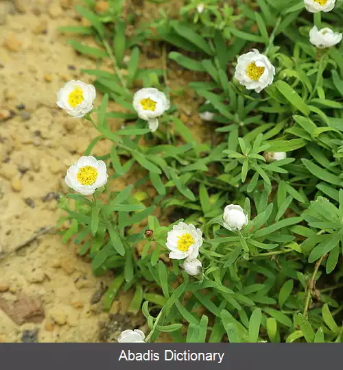عکس رودانته آنته مویدس