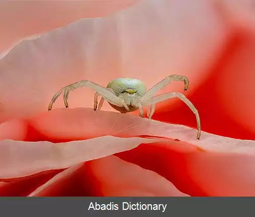 عکس عنکبوت خرچنگی طلایی