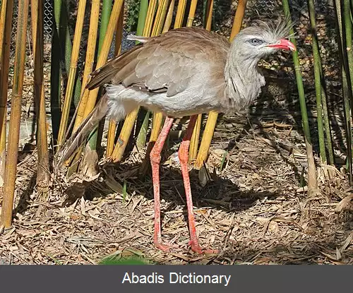 عکس کاکل پیشانی پاسرخ