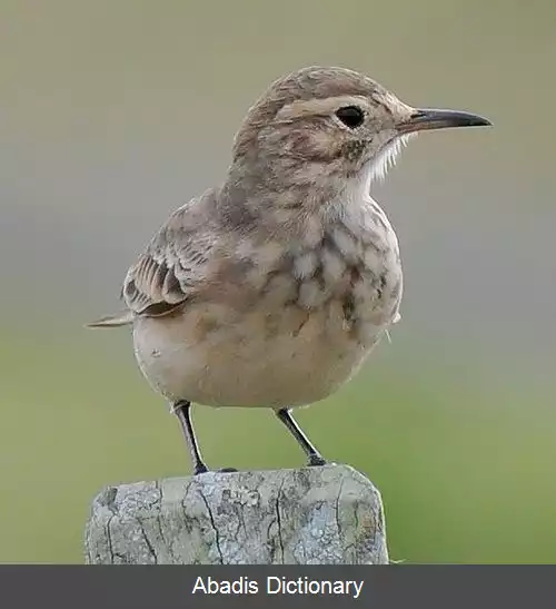 عکس دالان کن ها