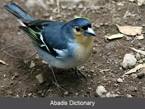 عکس سهره جنگلی لاپالما