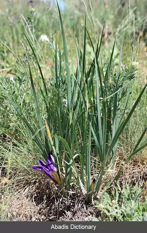 عکس زنبق پنتی