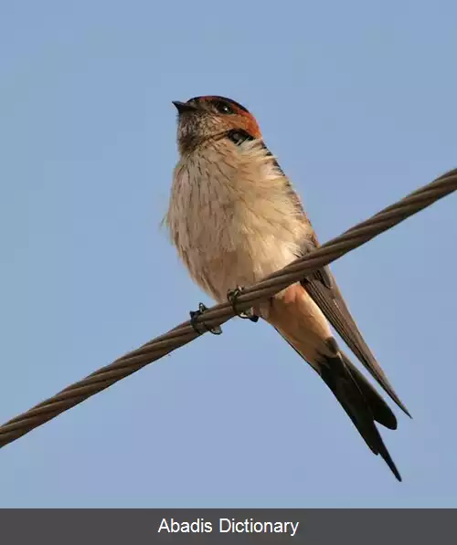 عکس پرستوی دمگاه حنایی